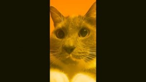 Я КОШАК (Kotiynet X Perfam) MASHUP