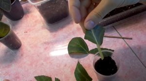 Размножение Глоксиний листом и его фрагментами легко и просто!