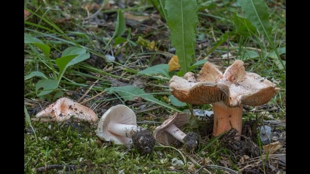 Inocybe Erubescens
