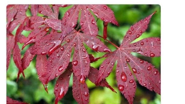 Семена клена palmatum Bloodgood купить продажа смотреть онлайн