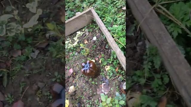 РОЗЫ! Укоренение черенков весной!САМЫЙ ЛУЧШИЙ СПОСОБ! смотреть онлайн