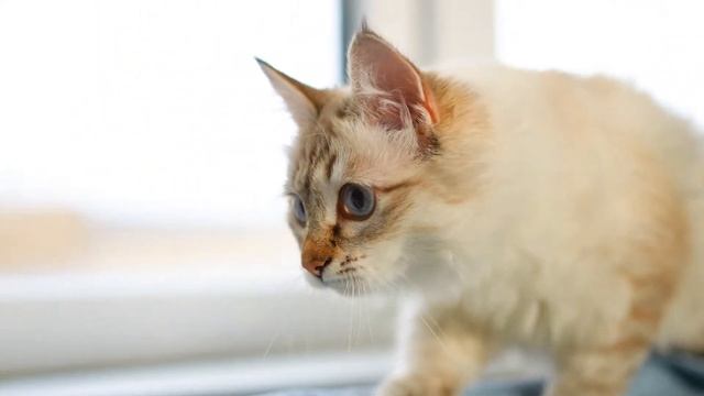 Feline Winter Dreams: Xmas Piano Melodies, Crickets Chirping, and Fireside Warmth for Cozy Cat Slee смотреть онлайн