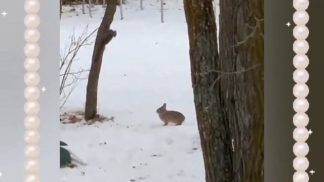 Белка с зайцем играют. Вся наша жизнь игра смотреть онлайн