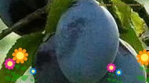 Слива домашняя Ночка. Краткий обзор, описание характеристик prunus domestica Nochka