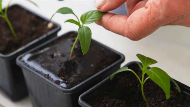 10 главных ошибок при посеве перц смотреть онлайн