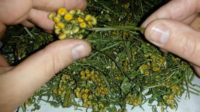 Пижма обыкновенная, купить.