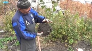 ЧЁРНАЯ СМОРОДИНА-ПРАВИЛЬНАЯ ПОСАДКА ОСЕНЬЮ!