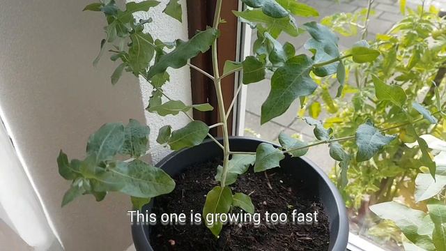 EUCALYPTUS PLANTS UPDATE + HOW TO MAKE EUCALYPTUS TEA || Shiela Jolo смотреть онлайн