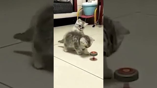 котятаприколы