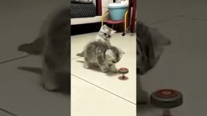 котятаприколы