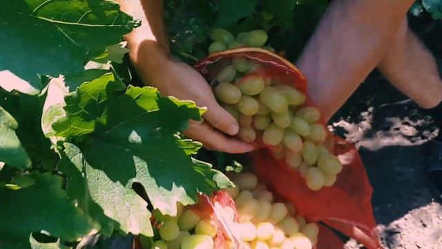 Виноград западного Оренбуржья смотреть онлайн