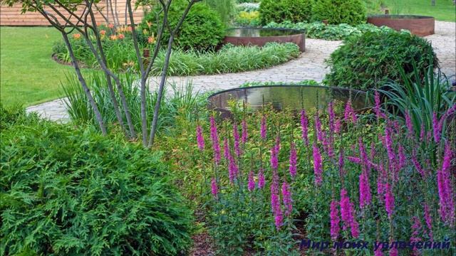 Дербенник иволистный уход посадка смотреть онлайн