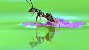 Коллективная ответственность. О Законе Причины и Следствия.