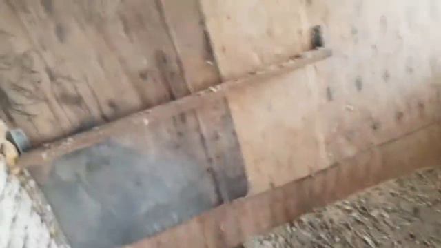 Бакинские бойные голуби Кыргызстан! смотреть онлайн