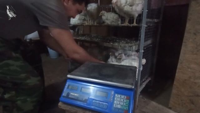 Бройлеры Кобб 500 вес в месяц смотреть онлайн