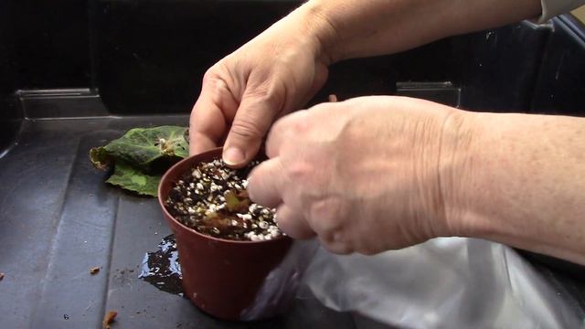 3 Ways to Propagate House Begonias || Quick & Easy Guide смотреть онлайн