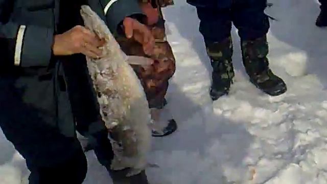 рыбалка в садовке смотреть онлайн