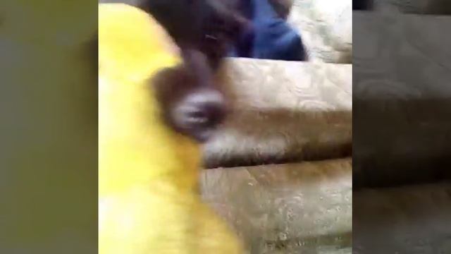 На даче я и Мася играем смотреть онлайн