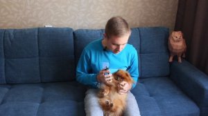 Как легко подстричь когти непослушной собаке? Метод, проверенный временем! #шпицТея