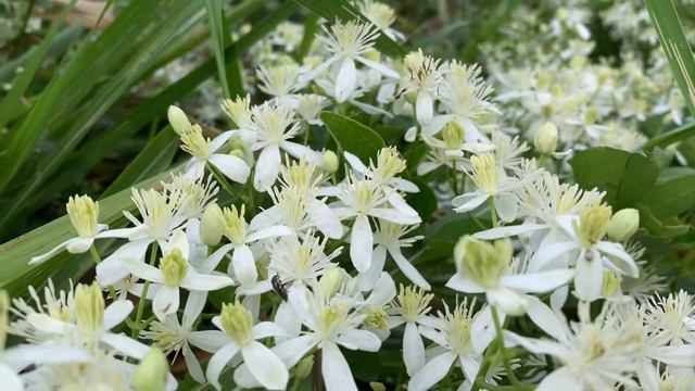 仙人草　クレマチスと同じ系統です。Sweet Autumn Clematis. It is the same lineage as clematis. 2022Tama River Tokyo смотреть онлайн