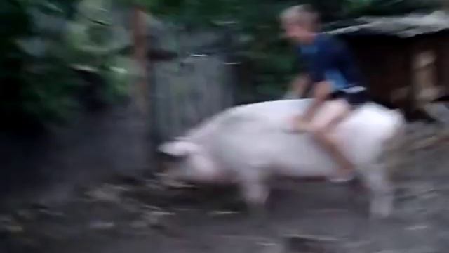 Ржака. Пацан верхом на свинье смотреть онлайн