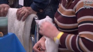 Турецкая ангора. Особенности. Уход