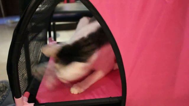 Crazy Cat Game - Catch me if you can смотреть онлайн