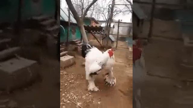 Самый большой петух??? смотреть онлайн