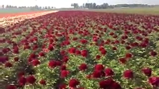 Peony Red Charm Flowers смотреть онлайн