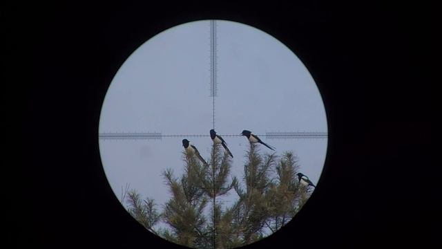 Crow Hunting Кроухантинг. Новогодний отстрел вредителей!