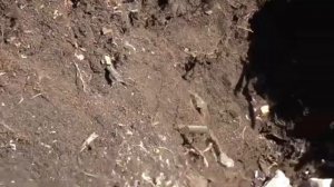 Посадка черешни весной