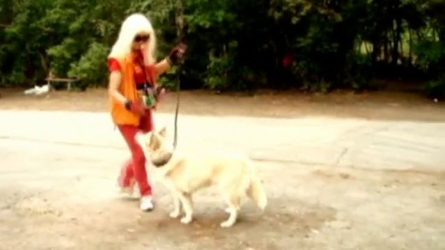 ПОДГОТОВКА СОБАК К ВЫСТАВКЕ (ШОУ-ТРЕНИНГ) смотреть онлайн