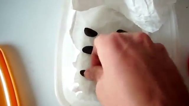 Asimina triloba (How to germinate Paw Paw seeds) смотреть онлайн