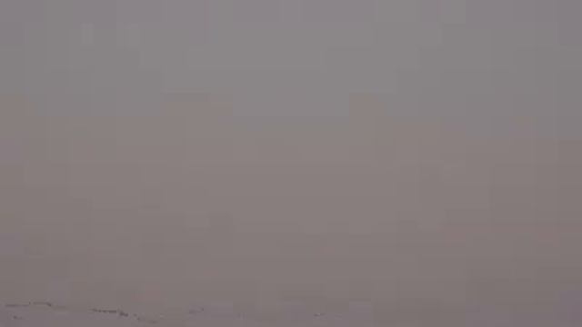 Соколиная охота. Кречет/сапсан смотреть онлайн