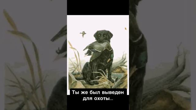 Охотничья собака/золотистый ретривер