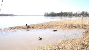 Почему я занимаюсь разведением именно Чубарых подсадных уток!