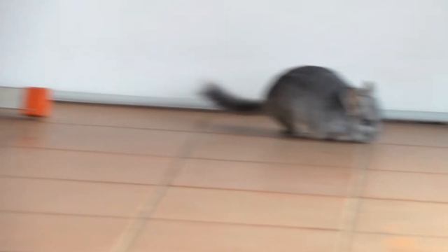Cincillà corre libero esterno, Grisù il cincillà, chinchilla run free смотреть онлайн