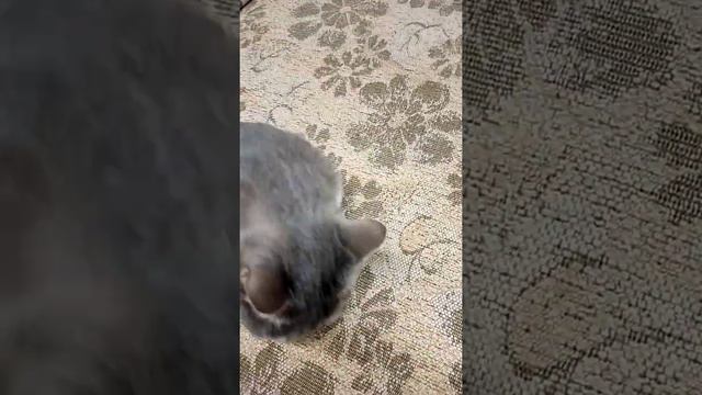 Супер киска бася приносит игрушки смотреть онлайн