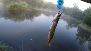 КРУПНАЯ ЩУКА СЛОМАЛА ТРОЙНИК! Ловля щуки на живца