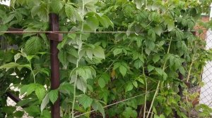 Ограждение и опора для малины