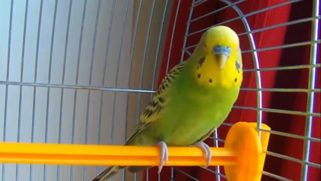 🐦Весёлый Волнистый попугай поет!🐦 смотреть онлайн