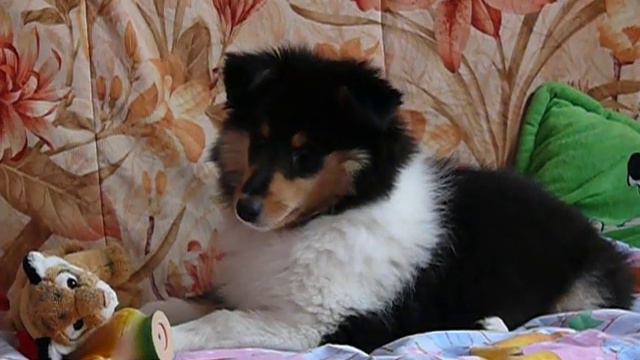 Щенок колли - Юнесска Проксени - 2,5 мес. смотреть онлайн