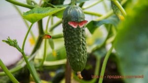 Огурец обыкновенный Журавленок (zhuravlenok) ? обзор: как сажать, семена огурца Журавленок