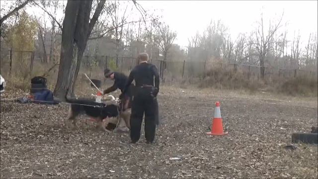 Барсик 9.10.16 смотреть онлайн