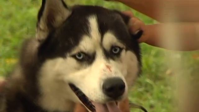 Собака-Обнимака смотреть онлайн