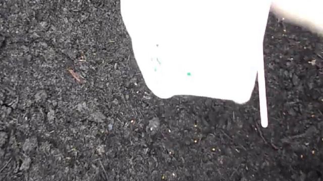 Выращивание в холодных теплицах. Цветы без отопления. Посев виолы, анютки или фиалки, сроки посева. смотреть онлайн