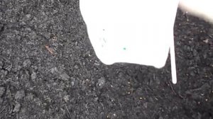 Выращивание в холодных теплицах. Цветы без отопления. Посев виолы, анютки или фиалки, сроки посева.