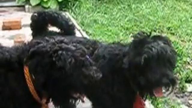 русский черный терьер, игры смотреть онлайн