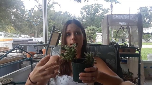 How I take care of my "Bear's Paw" succulent (Cotyledon tomentosa) смотреть онлайн