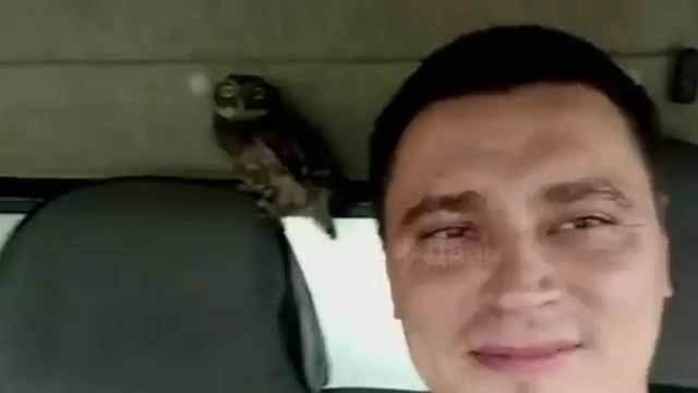 Совёнок окреп. смотреть онлайн